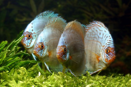 copyright R. Callewaert