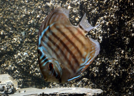 copyright R. Callewaert