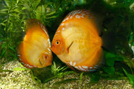 copyright R. Callewaert