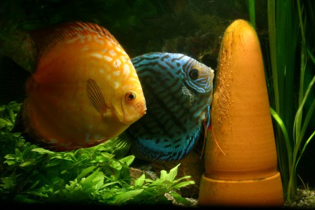 copyright R. Callewaert