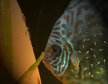 copyright R. Callewaert