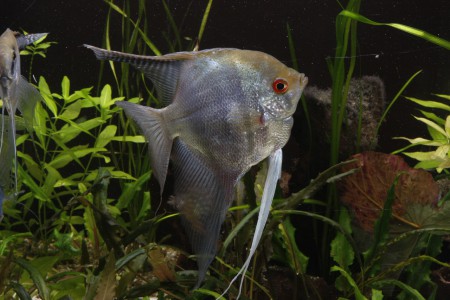 copyright R. Callewaert