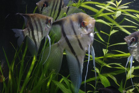 copyright R. Callewaert