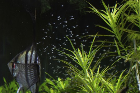 copyright R. Callewaert