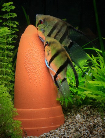 copyright R. Callewaert