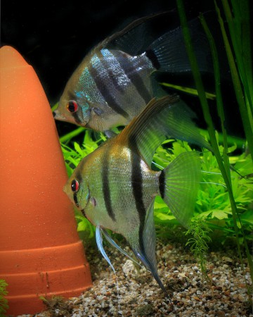 copyright R. Callewaert