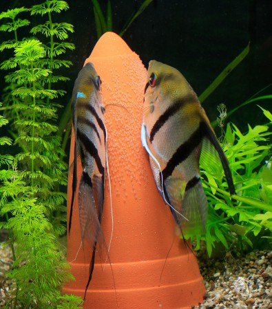 copyright R. Callewaert