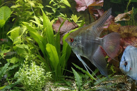 copyright R. Callewaert