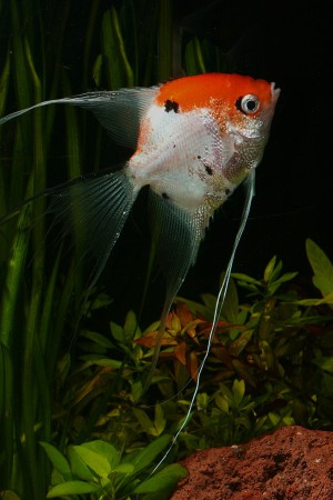 copyright R. Callewaert