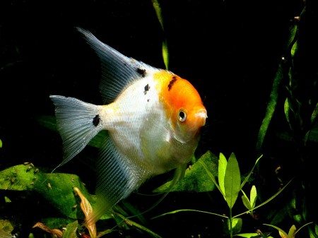 copyright R. Callewaert