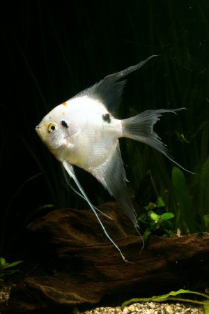 copyright R. Callewaert