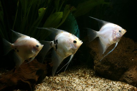 copyright R. Callewaert