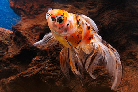 copyright R. Callewaert