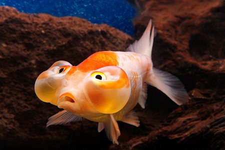 copyright R. Callewaert