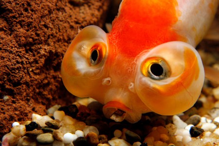 copyright R. Callewaert