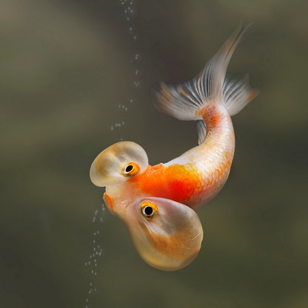 copyright R. Callewaert