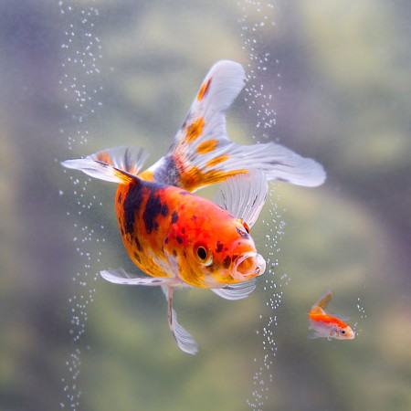 copyright R. Callewaert