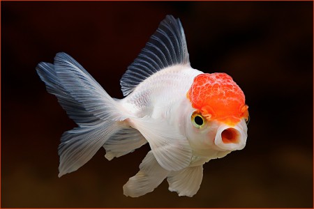 copyright R. Callewaert