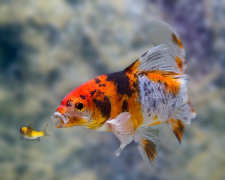 copyright R. Callewaert