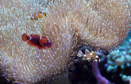 copyright R. Callewaert