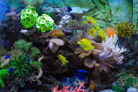 copyright R. Callewaert