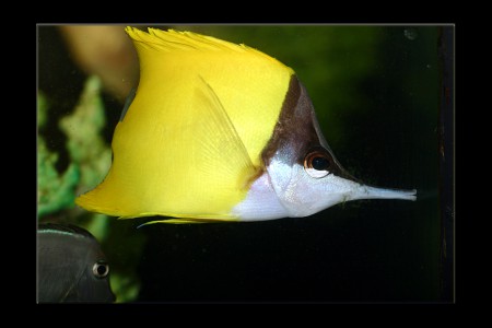 copyright R. Callewaert