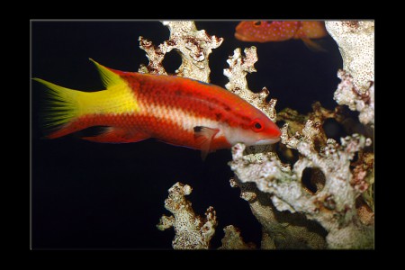 copyright R. Callewaert