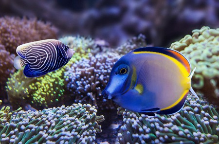 copyright R. Callewaert