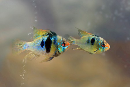 copyright R. Callewaert