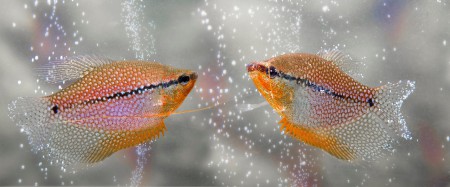 copyright R. Callewaert