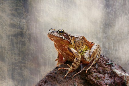 copyright R. Callewaert