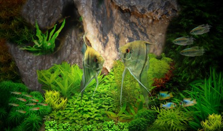 copyright R. Callewaert