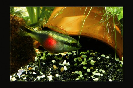 copyright R. Callewaert