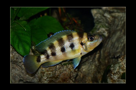 copyright R. Callewaert