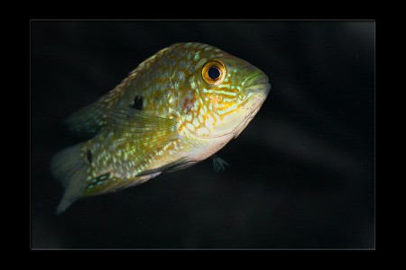 copyright R. Callewaert