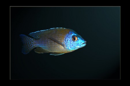 copyright R. Callewaert