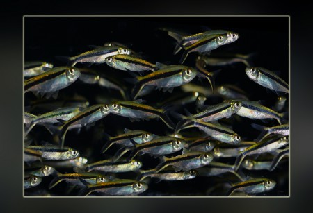 copyright R. Callewaert