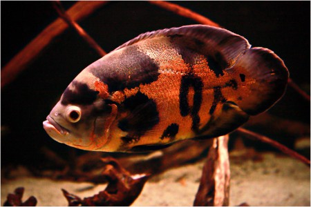 copyright R. Callewaert