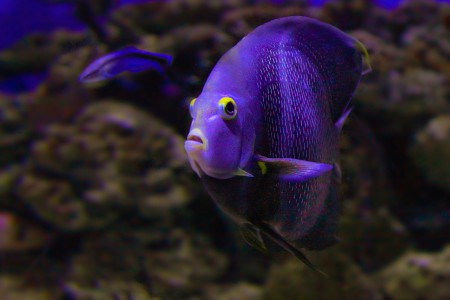 copyright R. Callewaert