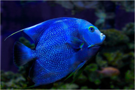 copyright R. Callewaert