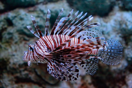 copyright R. Callewaert