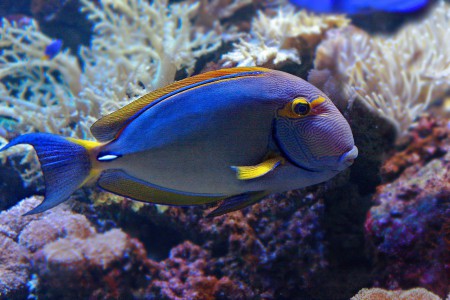 copyright R. Callewaert