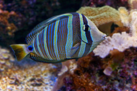 copyright R. Callewaert