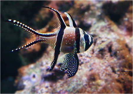 copyright R. Callewaert