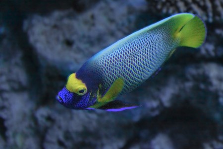 copyright R. Callewaert