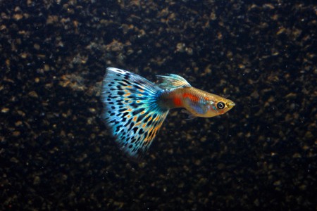 copyright R. Callewaert