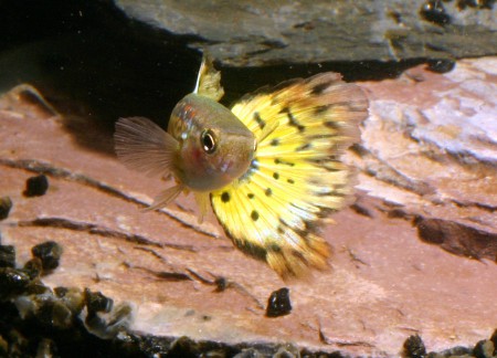 copyright R. Callewaert