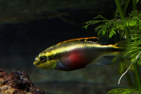 copyright R. Callewaert