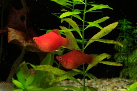 copyright R. Callewaert