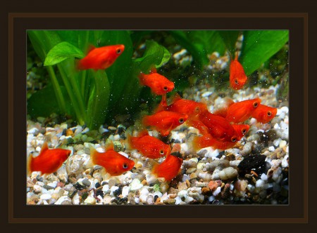 copyright R. Callewaert